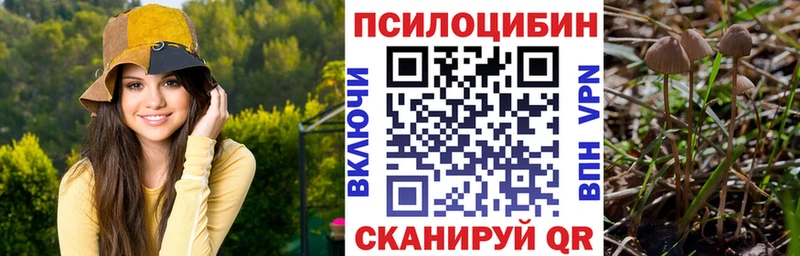 Галлюциногенные грибы Psilocybe  darknet как зайти  Аргун 